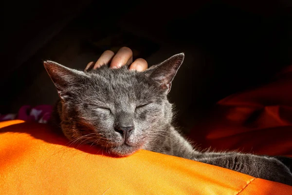 Girl Scratches Her Head Cute Gray Burmese Cat Orange Ottoman — Stock Photo, Image