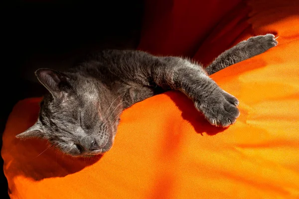 cute gray burmese cat sleeps in the sun on an orange ottoman. horizontal