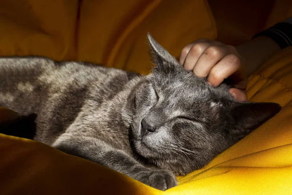 Scratching Muzzle Burmese Cat Yellow Frameless Chair Your Hand Horizontal — Stock Photo, Image