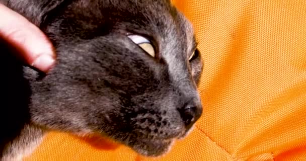 Huysuz Bir Gri Kedi Profili Gözleri Yuvarlanmış Ruh Hali Yerinde — Stok video