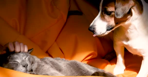 Divertido Jack Russell Terrier Cachorro Celoso Gris Gato Siendo Acariciado — Vídeo de stock