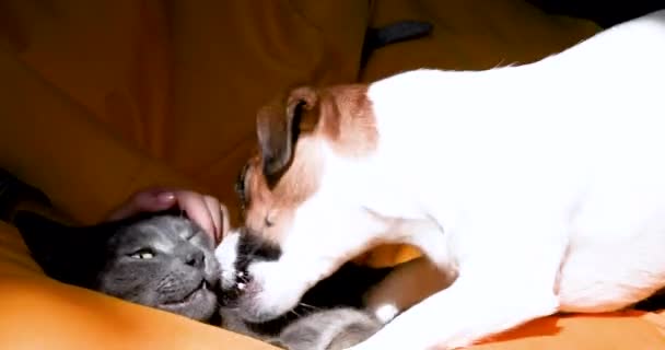 Αστείο Jack Russell Τεριέ Επιθέσεις Ενώ Παίζει Μια Γκρίζα Γάτα — Αρχείο Βίντεο