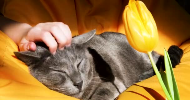 黄色のオットマンにグレーのビルマ猫の耳の間に黄色いチューリップで頭を掻いて フェスティバル障害 — ストック動画