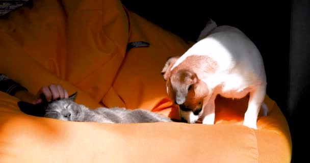 面白いジャック ラッセル テリアの子犬は耳が黄色のフレームなしの椅子に引っ掻かれている灰色の猫を攻撃します ゲームだ — ストック動画
