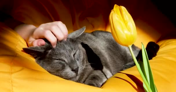 Škrábání Čenichu Barmské Kočky Žlutou Bezrámovou Židli Žlutým Tulipánem — Stock video