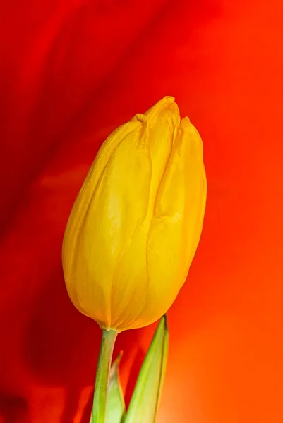 Beautiful Yellow Tulip Orange Background Lit Sun Horizontal — Stock Photo, Image