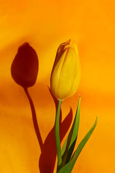 Uma Tulipa Amarela Sobre Fundo Amarelo Iluminado Pelo Sol Vertical — Fotografia de Stock