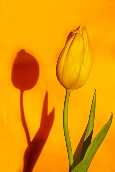 Uma Bela Tulipa Amarela Sobre Fundo Amarelo Iluminado Pelo Sol — Fotografia de Stock