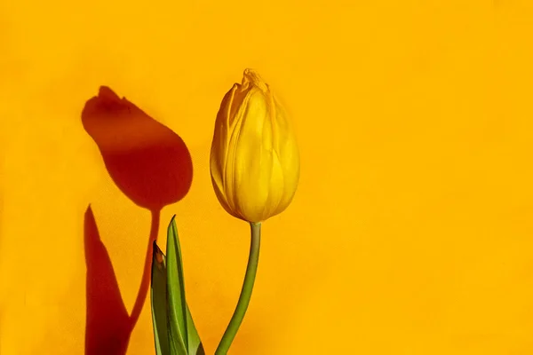 Tulipa Amarela Sobre Fundo Amarelo Iluminado Pelo Sol Dia Mãe — Fotografia de Stock