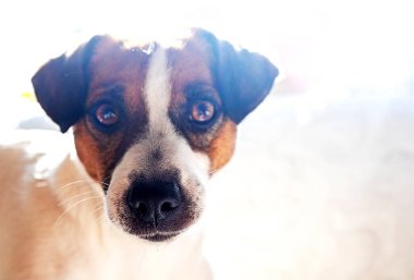 Güzel ağızlıklı Jack Russell Terrier doğrudan güneşe bakıyor, yatay.