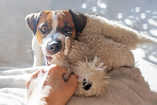 play tug-of-war with a soft toy with a jack russell terrier at home, horizonta
