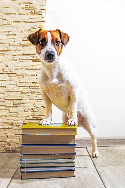 smart jack russell terrier stands on a stack of thick textbooks books. back to school