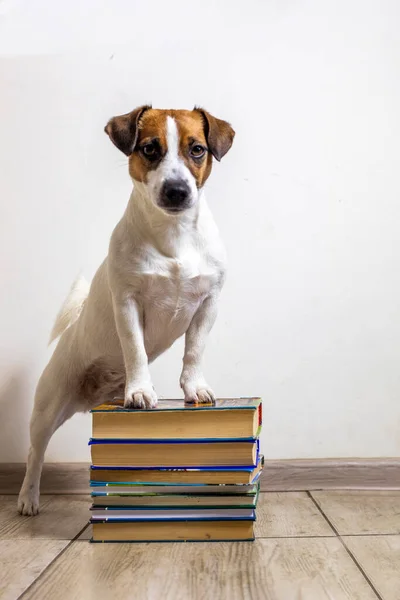 Jack Russell Terrier Posato Vicino Libri Spessi Uno Sfondo Bianco — Foto Stock