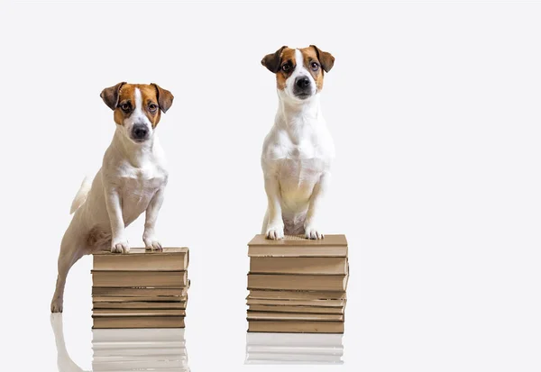 stock image two smart jack russell terrier posed near thick books on a white background. back to school.