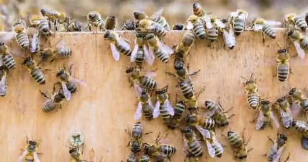 Méhcsalád Élete Egy Nyílt Utcán Méhészeti Lapos Helyen — Stock videók
