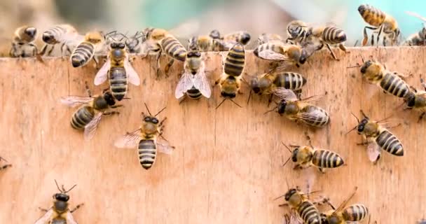 Рабочие Пчелы Поверхности Фанеры Пчеловодческая Плоскость — стоковое видео
