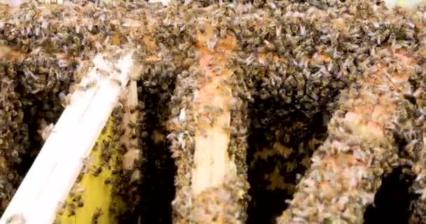 Leven Van Een Bijenfamilie Een Open Straat Bijenhouderij — Stockvideo