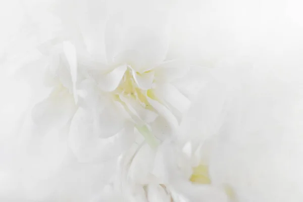 Abstrato Luz Delicada Fundo Com Flores Brancas Com Núcleo Amarelo — Fotografia de Stock