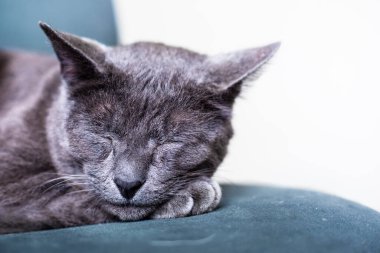 Şirin gri burma mavisi yeşil koltukta uyur..