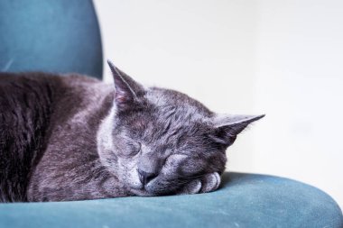 Gri Kedi Burma mavisi yeşil bir koltukta uyur. Yatay