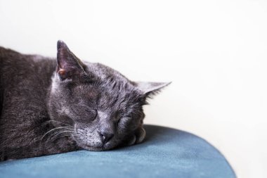 Şirin burma kedisi yeşil kadife bir sandalyede dinleniyor. yatay