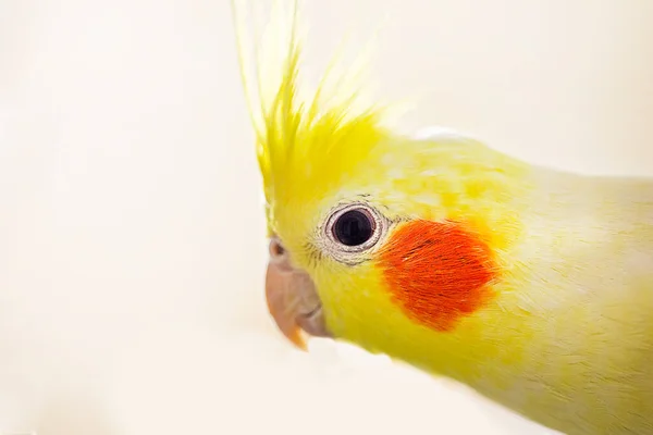 Zbliżenie Głowa Zabawny Mężczyzna Cockatiel Papuga Żółty Kolor Jasnym Tle — Zdjęcie stockowe