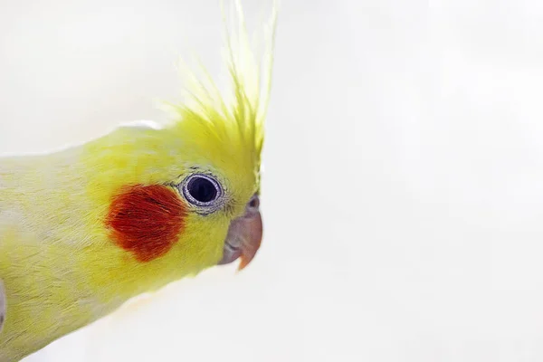 Close Head Cute Funny Male Yellow Cockatiel Parrot Light Background — Stock Photo, Image