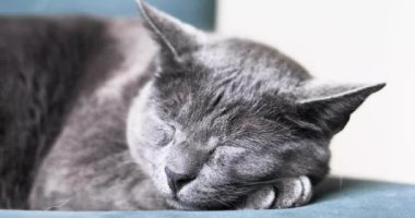 Gri Burma kedisi yeşil bir koltukta dinleniyor. yatay.