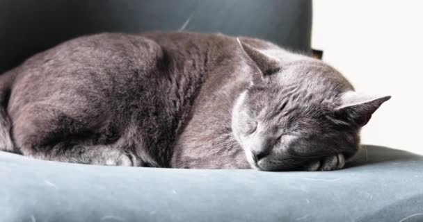 グレー バーミーズの猫が緑のオフィスの椅子で休んでいる — ストック動画