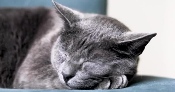 Милий Бірманський Кіт Відпочиває Зеленому Оксамитовому Стільці Горизонтальний — стокове відео