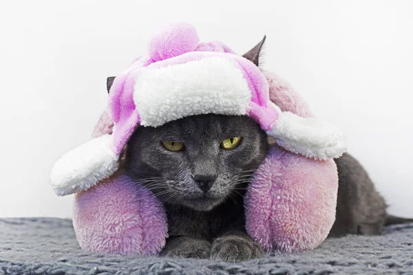 write please 40, coma separated keywords for glamorous funny brown burmese cat lies in a cute white hat with earflaps with pink bets and pink headphones on a light background