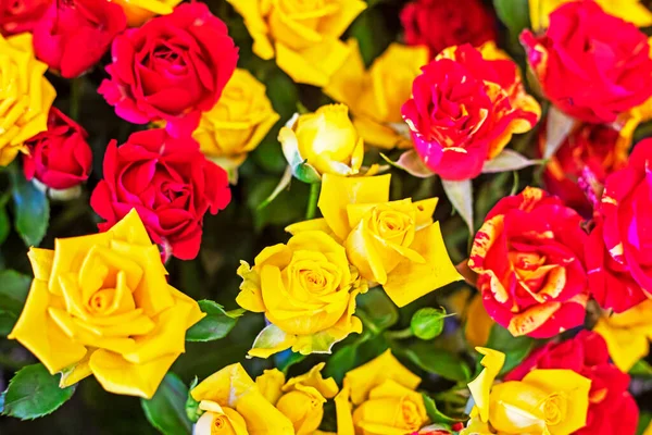 close-up background of tender yellow and red roses,
