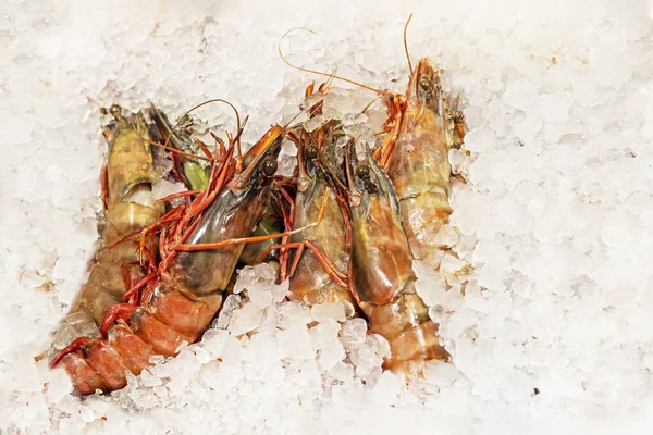 stock image fresh lobsters covered with ice cubes on the counter of the store