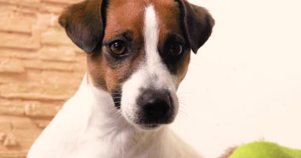 Beautiful Muzzle Cute Jack Russell Terrier Looking Forward Horizontal — Stock Video