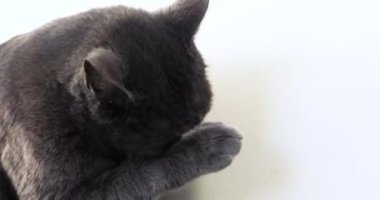 Şirin kedi sol patisini arka planda dikkatlice yıkar..