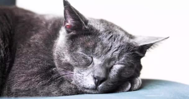 Bel Gatto Grigio Dorme Una Sedia Ufficio Uno Sfondo Chiaro — Video Stock