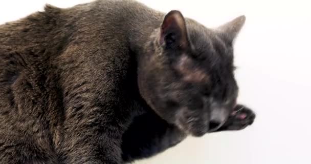 Krásná Barmská Kočka Roztomile Myje Svou Levou Tlapu Lehkém Pozadí — Stock video
