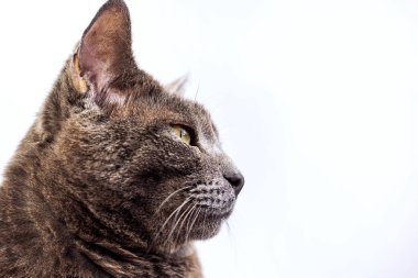 Profilde güzel gri bir kedinin açık arka planda, yatay yakın plan görüntüsü.