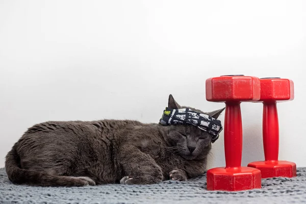 cute cat in a sports bandage sleeps near a dumbbell after a workout. family sports