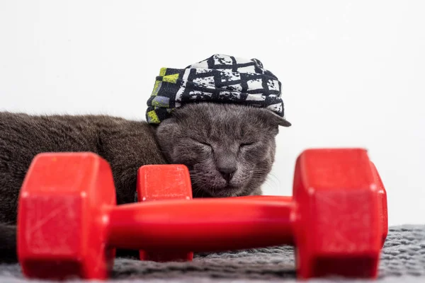 cat in a sports bandage sleeps near a dumbbell after a workout. family sports