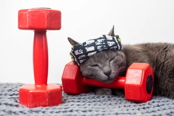 cute cat in a sports bandage sleeps on a red dumbbell after a workout. family sports