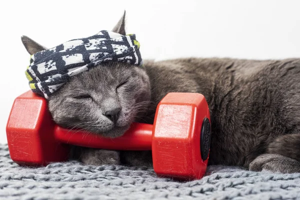cat in a sports bandage sleeps on a red dumbbell after a workout. family sports