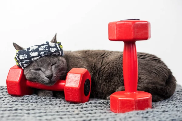 cat in a sports bandage sleeps near a red dumbbell. family sports