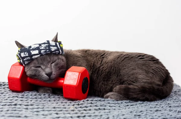 funny cat in a sports bandage sleeps near a red dumbbell. family sports