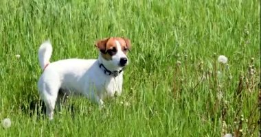 Güzel Jack Russell Terrier 'in arka planında yeşil çimenler ve rüzgarlı havada karahindiba.