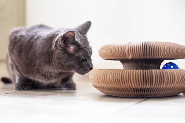Şirin Burna kedisi kazıma direkleriyle oynuyor. Hayvan bakımı.