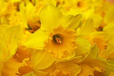 Sarı nergislerin sarı arka planı. yatay