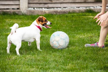 Jack Russell Terrier bahçede çimlerin üzerinde bir kızla futbol oynuyor. aile hafta sonu