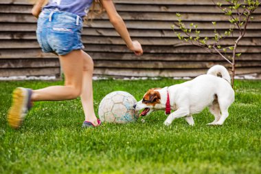 Jack Russell Terrier bahçede çimlerin üzerinde bir kızla futbol oynuyor. aile haftası