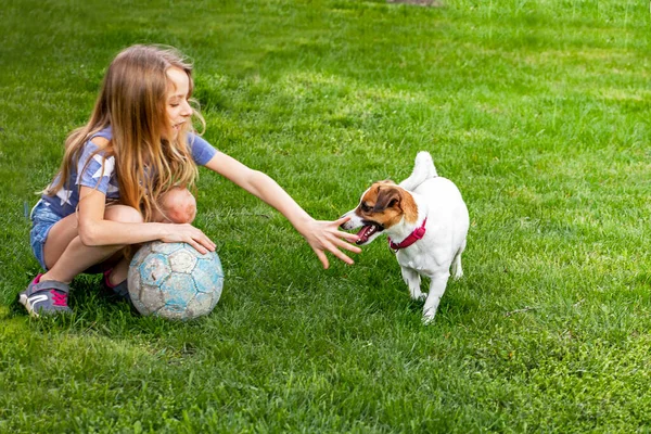  Tatlı Jack Russell Terrier, güneşli bir günde bahçede bir kızla futbol oynuyor.